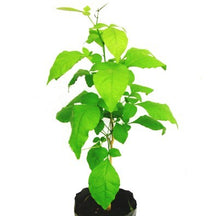 Load image into Gallery viewer, Puspita Nursery Hybrid Bel Tree, Wood Apple Bilva Patra, Bel Patra Grafted Live Plant