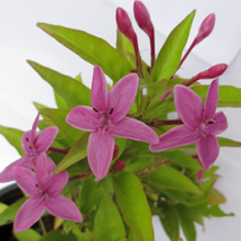Load image into Gallery viewer, Puspita Nursery Pink Tagar Live Plant Single Pink flower for Daily Worship.