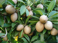 Load image into Gallery viewer, Puspita Nursery Rare Grafted Thai Chikoo (Chiku) or Sapota Hybrid Variety Live Plant.