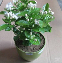 Load image into Gallery viewer, Puspita Nursery Rare ARABIAN Jasmine White Flower (Variety Of Jasmine) 1 Live Healthy Plant