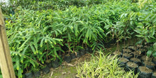 Load image into Gallery viewer, Grafted Thai Amla Sweet Gooseberry Phyllanthus Emblica Nelli Amlika Usiri Live Plant Fresh & Healthy