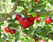 Load image into Gallery viewer, Puspita Nursery Live Sweet Cherry Fruit Plant Barbados Variety