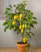 Load image into Gallery viewer, Puspita Nursery Thai Star Fruit Sweet Kamrakh Ornamental Foliage Live Plant(1 Healthy Live Plant)