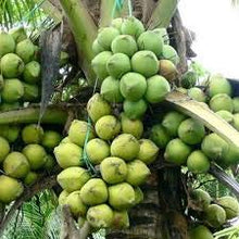 Load image into Gallery viewer, Puspita Nursery Coconut 'Mekong Delta Vietnam Dwarf' Live Plant Vietnam Coconut Tree Plant