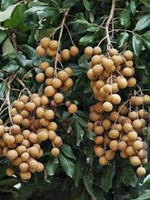 Load image into Gallery viewer, Live Longan Fruit Plant (Dimocarpus longan) – High-Yield Tropical “Dragon Eye” Tree for Home Garden & Patio | Sweet Juicy Exotic Fruit | Easy to Grow | 2–3 ft Healthy Starter Plant