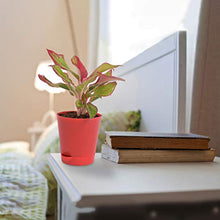 Load image into Gallery viewer, Puspita Nursery Aglaonema Red Natural Live Plant Indoor