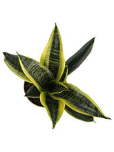 Load image into Gallery viewer, Puspita Nursery Sansevieria Futura Superba Snake Plant with Self Watering Pot