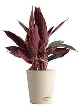 Load image into Gallery viewer, Stromanthe Triostar Plant with Pot - Medium