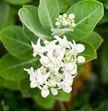 Load image into Gallery viewer, Puspita Nursery Safed Aak Live Plant, Calotropis Gigantea, White Madar