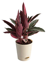 Load image into Gallery viewer, Stromanthe Triostar Plant with Pot - Medium