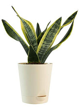 Load image into Gallery viewer, Puspita Nursery Sansevieria Futura Superba Snake Plant with Self Watering Pot