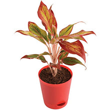 Load image into Gallery viewer, Puspita Nursery Aglaonema Red Natural Live Plant Indoor