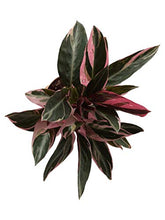 Load image into Gallery viewer, Stromanthe Triostar Plant with Pot - Medium