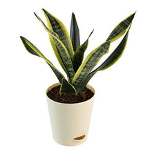 Load image into Gallery viewer, Puspita Nursery Sansevieria Futura Superba Snake Plant with Self Watering Pot