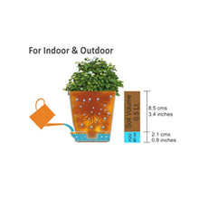 Load image into Gallery viewer, Cryptanthus Brown - Earth Star Plant with Pot