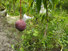 Load image into Gallery viewer, Japanese Miyazaki Mango Plant Egg of Sun Most Expensive Rare Variety Imported Plant