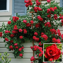 Load image into Gallery viewer, Puspita_Nursery Rare Climbing Rose Living Perennial Plant Pink Color Best for Your Loving Space