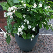 Load image into Gallery viewer, Puspita Nursery Rare ARABIAN Jasmine White Flower (Variety Of Jasmine) 1 Live Healthy Plant
