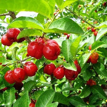 Load image into Gallery viewer, Puspita Nursery Live Sweet Cherry Fruit Plant Barbados Variety