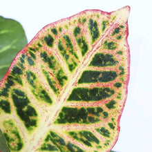 Load image into Gallery viewer, Puspita Croton Petra with Pot