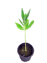 Load image into Gallery viewer, Puspita Nursery Safed Aak Live Plant, Calotropis Gigantea, White Madar