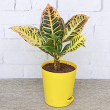 Load image into Gallery viewer, Puspita Croton Petra with Pot