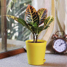 Load image into Gallery viewer, Puspita Croton Petra with Pot