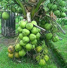 Load image into Gallery viewer, Vietnam Coconut Tree Mekong Delta Vietnam Dwarf Plant. Producing Fruit within 2 Years.