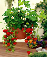 Load image into Gallery viewer, Thai Strawberry Fruit Plant Imported Tissue Culture Plant Huge Production Easy to Grow
