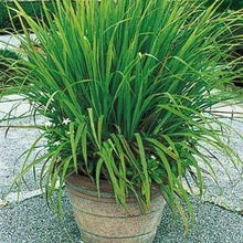 Load image into Gallery viewer, Puspita Nursery Lemon Grass Citronella Grass Herb Plants For Home Garden