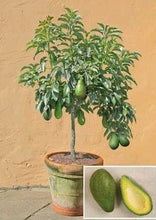 Load image into Gallery viewer, Puspita Nursery Rare Dwarf Hass Avocado Plant Persea americana 1 Healthy Live Plant