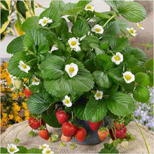 Load image into Gallery viewer, Thai Strawberry Fruit Plant Imported Tissue Culture Plant Huge Production Easy to Grow
