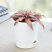 Load image into Gallery viewer, Cryptanthus Brown - Earth Star Plant with Pot
