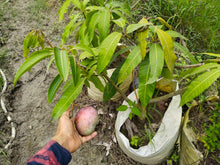 Load image into Gallery viewer, Japanese Miyazaki Mango Plant Egg of Sun Most Expensive Rare Variety Imported Plant