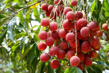 Load image into Gallery viewer, Puspita Nursery Thai Litchi Sweet Healthy & Fresh Live Plant Short Time Fruit.