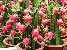 Load image into Gallery viewer, Puspita Nursery Dragon Fruit Plant Imported Thai Variety Produce Big Size Pink Color Fruit