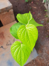 Load image into Gallery viewer, Puspita Nursery Betel Leaf Calcutta Paan Live Plant with Self Watering Pot
