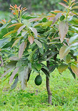 Load image into Gallery viewer, Puspita Nursery Rare Dwarf Hass Avocado Plant Persea americana 1 Healthy Live Plant