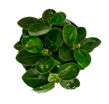 Load image into Gallery viewer, Puspita Nursery Ficus Microcarpa Indoor Plant with Pot