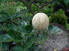 Load image into Gallery viewer, Puspita Nursery Wood Apple elephant-apple – Bael Fruit Plants & Tree