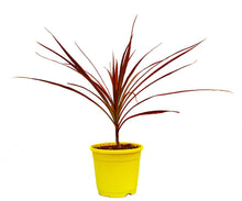 Load image into Gallery viewer, Puspita Nursery Dracaena marginata Plant Live Indoor red Color or Multicolor Plant with Pot