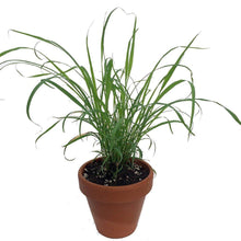 Load image into Gallery viewer, Puspita Nursery Lemon Grass Citronella Grass Herb Plants For Home Garden