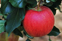 Load image into Gallery viewer, Puspita Nursery Thai Apple Plant Red Color Very Sweet & Juicy