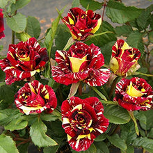 Load image into Gallery viewer, Puspita Nursery Black Rose Live Flower plant with Bud Fresh & Healthy