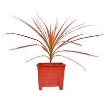Load image into Gallery viewer, Puspita Nursery Dracaena marginata Plant Live Indoor red Color or Multicolor Plant with Pot