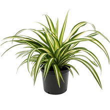 Load image into Gallery viewer, Puspita Nursery Chlorophytum Spider Plant For Office,Home Decor