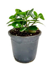 Load image into Gallery viewer, Puspita Nursery Ficus Microcarpa Indoor Plant with Pot