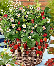 Load image into Gallery viewer, Thai Strawberry Fruit Plant Imported Tissue Culture Plant Huge Production Easy to Grow