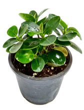 Load image into Gallery viewer, Puspita Nursery Ficus Microcarpa Indoor Plant with Pot