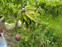 Load image into Gallery viewer, Japanese Miyazaki Mango Plant Egg of Sun Most Expensive Rare Variety Imported Plant